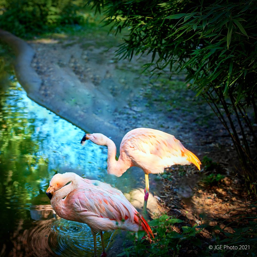 Zwei schöne Flamingos im Tierpark Worms