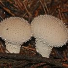 Zwei schöne Flaschenstäublinge (Lycoperdon perlatum)