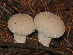 Zwei schöne Flaschenstäublinge (Lycoperdon perlatum)