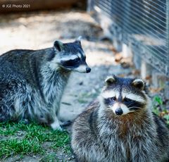 Zwei schöne Waschbären im Tierpark Worms