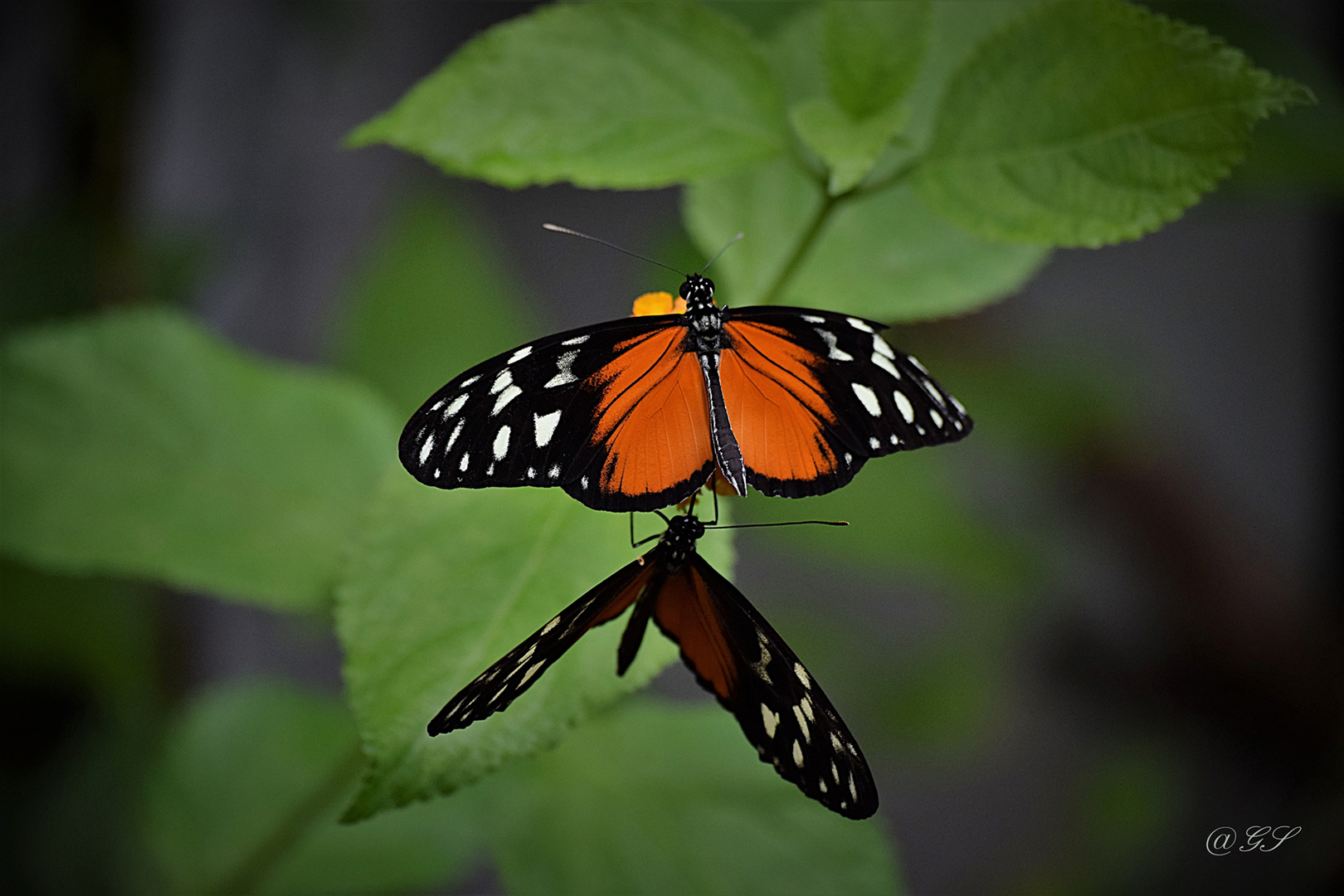 Zwei Schonheiten Foto Bild Fotos Natur Schmetterling Bilder