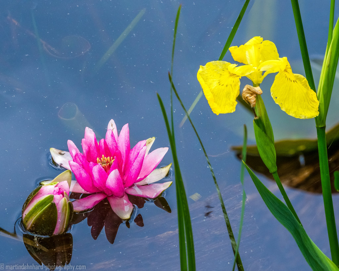 Zwei Schönheiten im Wasser