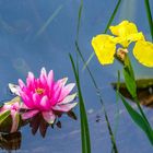 Zwei Schönheiten im Wasser