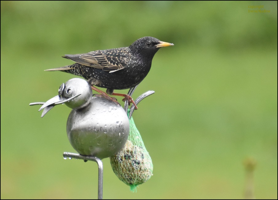 Zwei schräge Vögel !?!?!