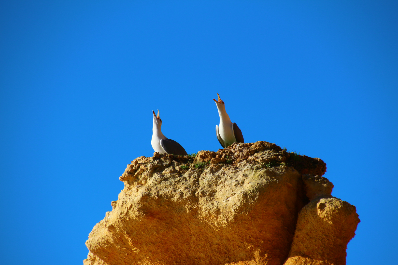 Zwei schreiende Möwen auf Felsen am Praia Marinha (Algarve)