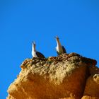 Zwei schreiende Möwen auf Felsen am Praia Marinha (Algarve)