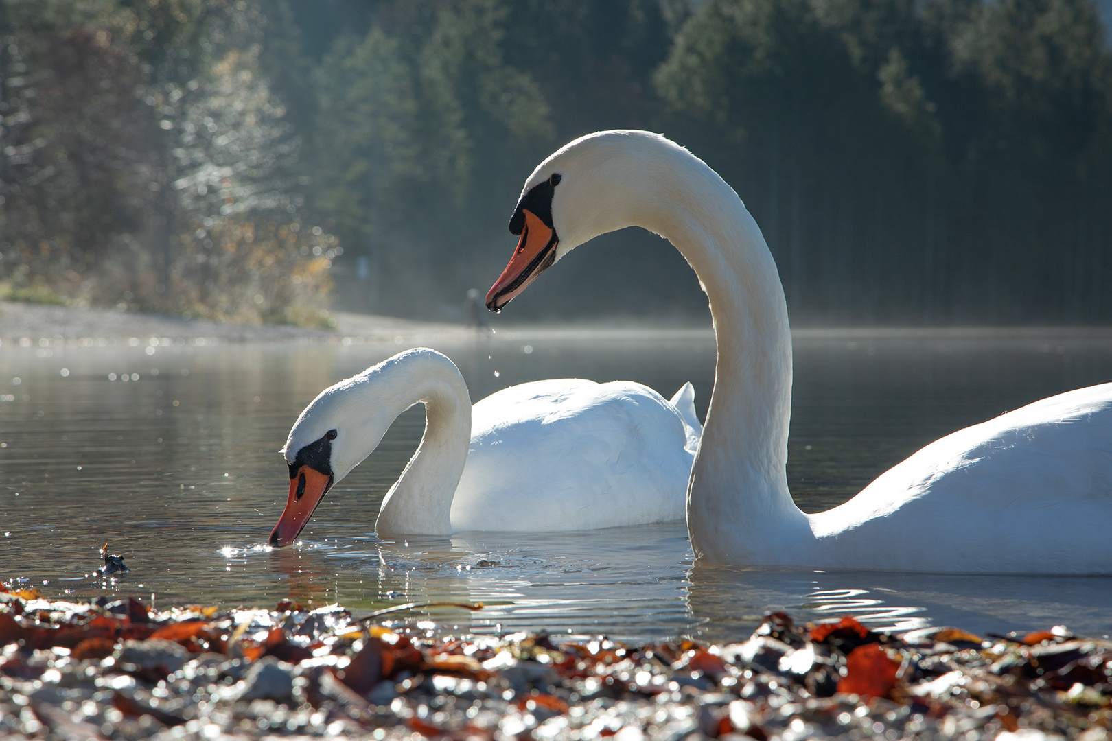 zwei Schwäne Foto & Bild tiere, wildlife, wild lebende vögel Bilder