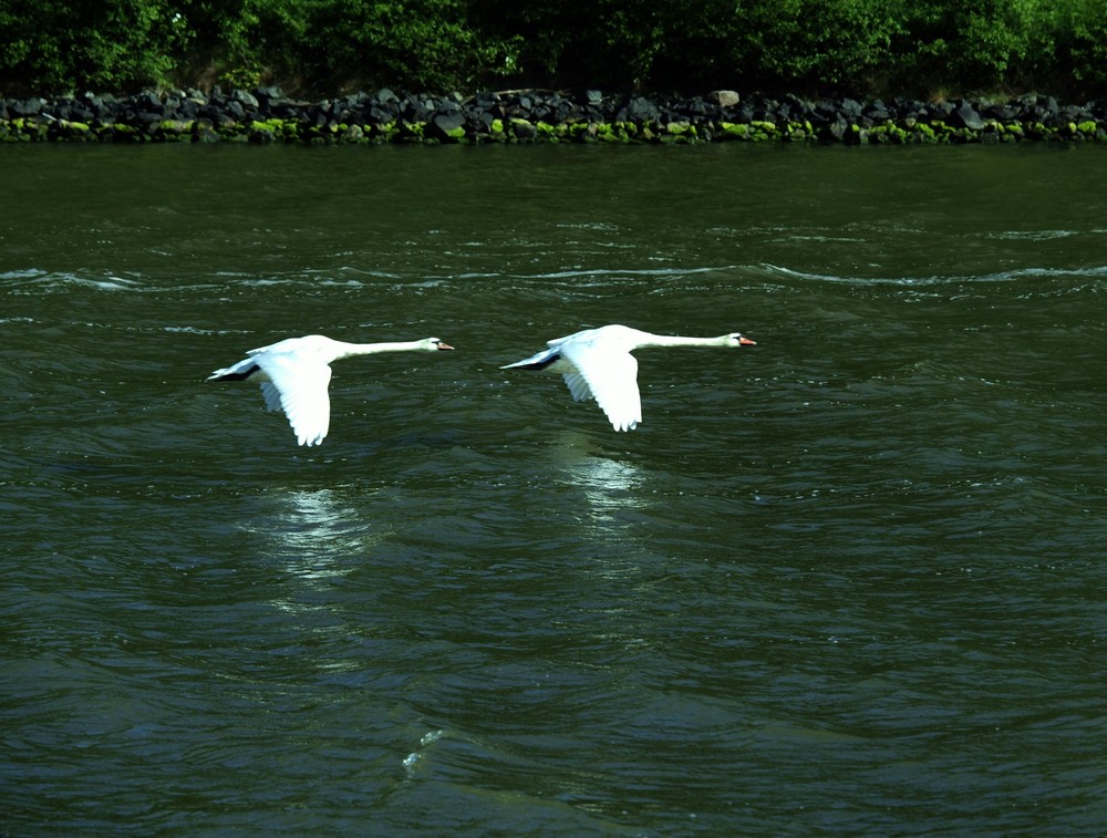 Zwei Schwäne als Tiefflieger auf dem Nord-Ostsee-Kanal