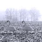 Zwei Schwäne auf einem Feld im Winter