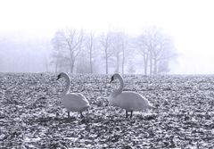 Zwei Schwäne auf einem Feld im Winter