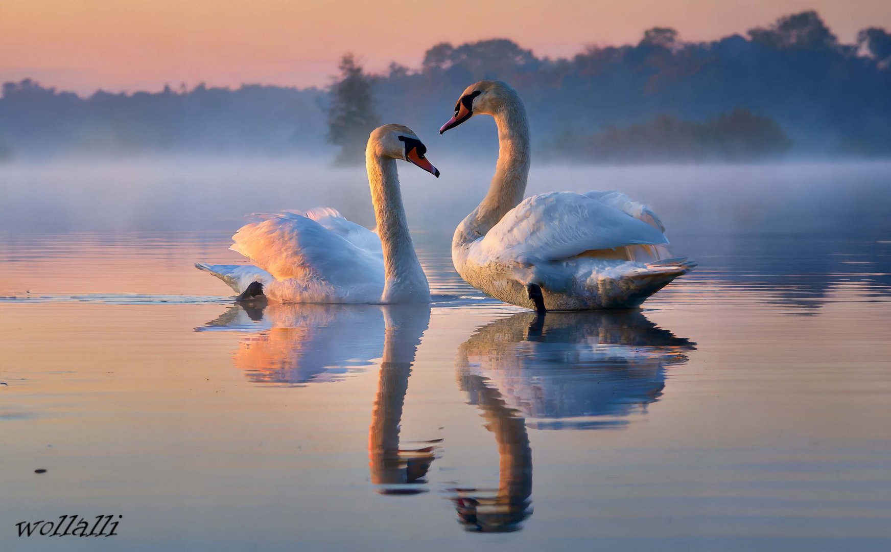 Zwei Schwäne bei Abendlicht auf dem See KI Foto & Bild ki natur