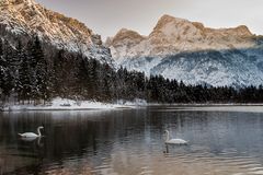 Zwei Schwäne bei minus 10 Grad