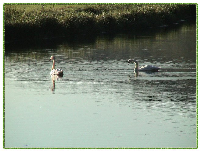 Zwei Schwäne beim morgentlichem Spatzierschwimmen