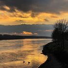 Zwei Schwäne in Ottensheim an der Donau