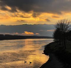 Zwei Schwäne in Ottensheim an der Donau