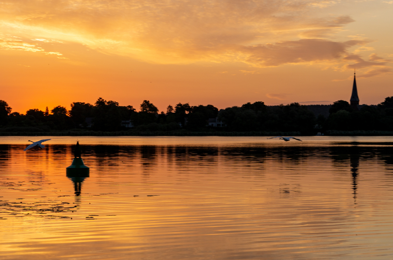 Zwei Schwäne landen bei Sonnenaufgang auf der Havel