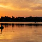 Zwei Schwäne landen bei Sonnenaufgang auf der Havel