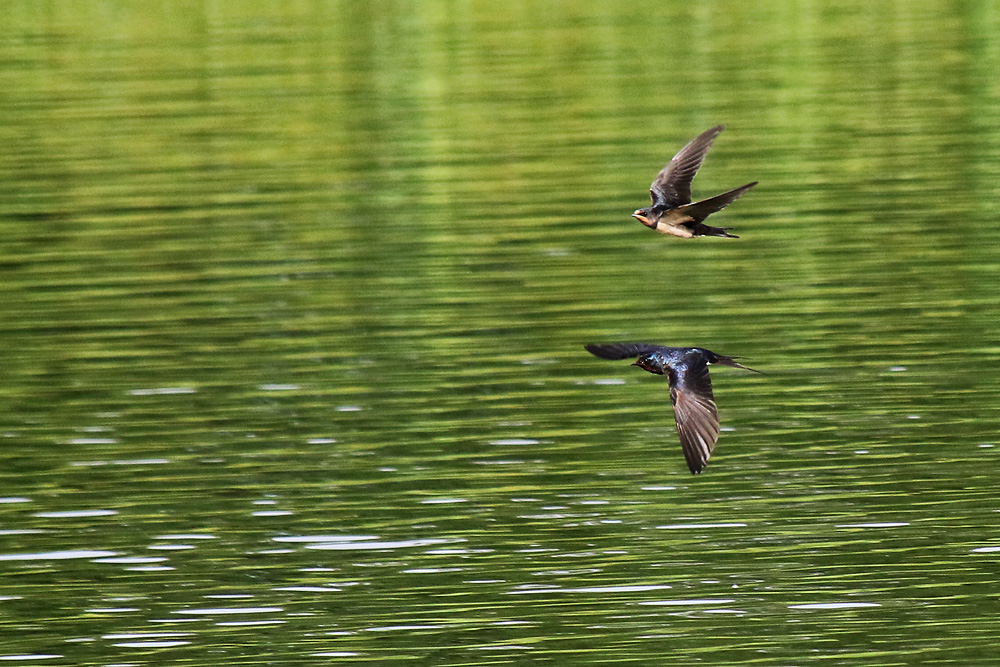 zwei Schwalben beim Flug über die Wasseroberfläche