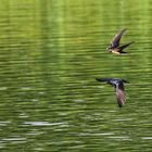 zwei Schwalben beim Flug über die Wasseroberfläche