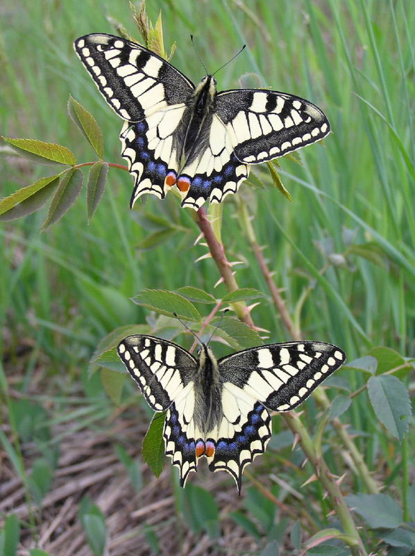 Zwei Schwalbenschwänze (Papilio machaon)