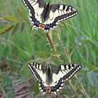 Zwei Schwalbenschwänze (Papilio machaon)