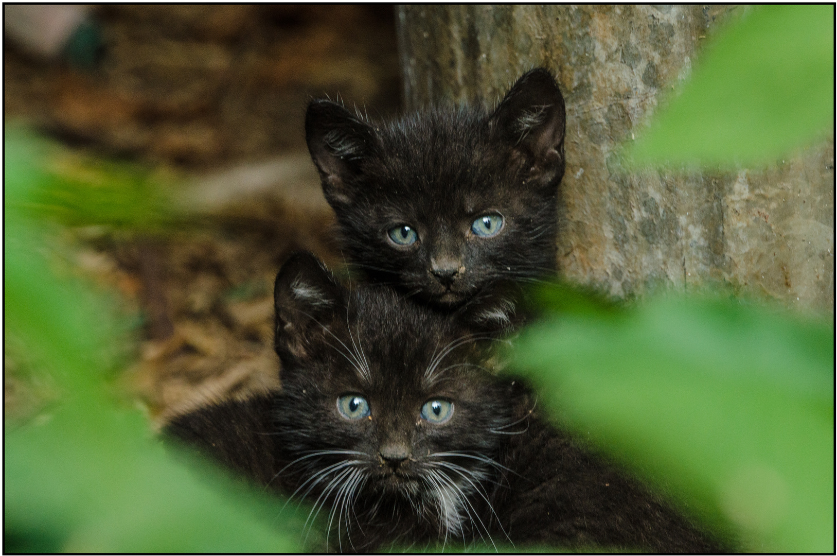 zwei schwarze Jungkatzen