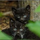 zwei schwarze Jungkatzen