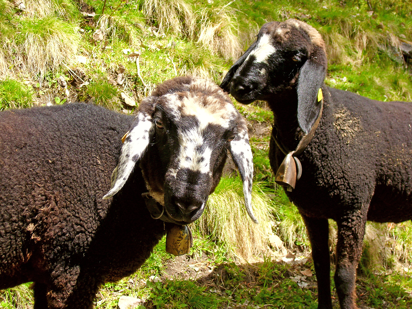 Zwei schwarze Schafe am Berg