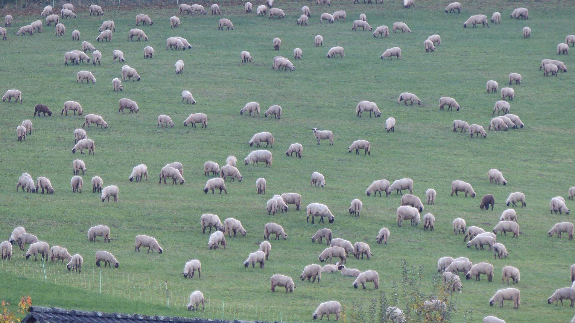 Zwei schwarze Schafe 