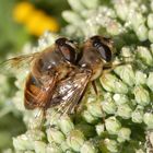 Zwei Schwebfliegen im Huckepack - Mistbiene (Eristalis tenax)