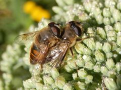 Zwei Schwebfliegen im Huckepack - Mistbiene (Eristalis tenax)