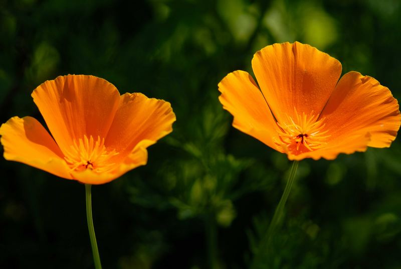 Zwei Schwestern in Orange