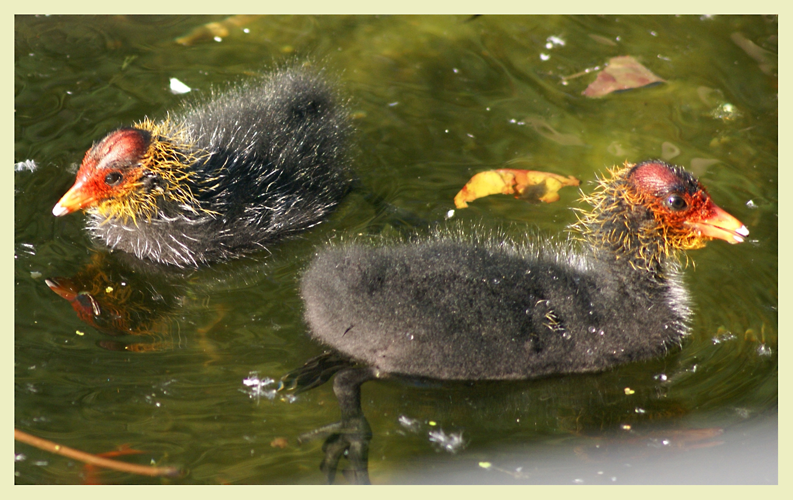 Zwei schwimmende Wollpuschel