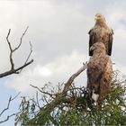 Zwei Seeadler