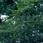 zwei Seeadler