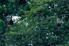 zwei Seeadler