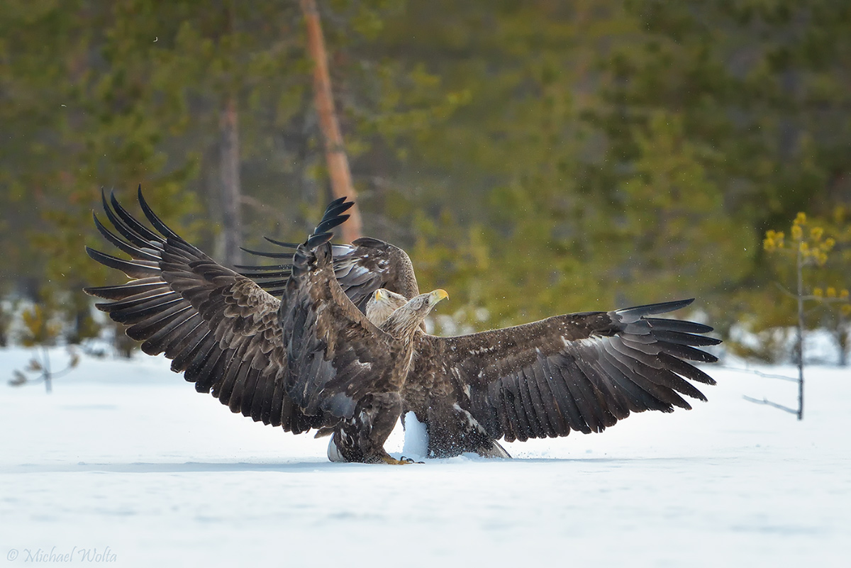 Zwei Seeadler: einer zuviel