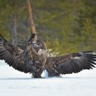 Zwei Seeadler: einer zuviel