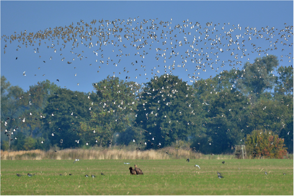 Zwei Seeadler, einige Kiebitze und . . .