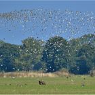 Zwei Seeadler, einige Kiebitze und . . .