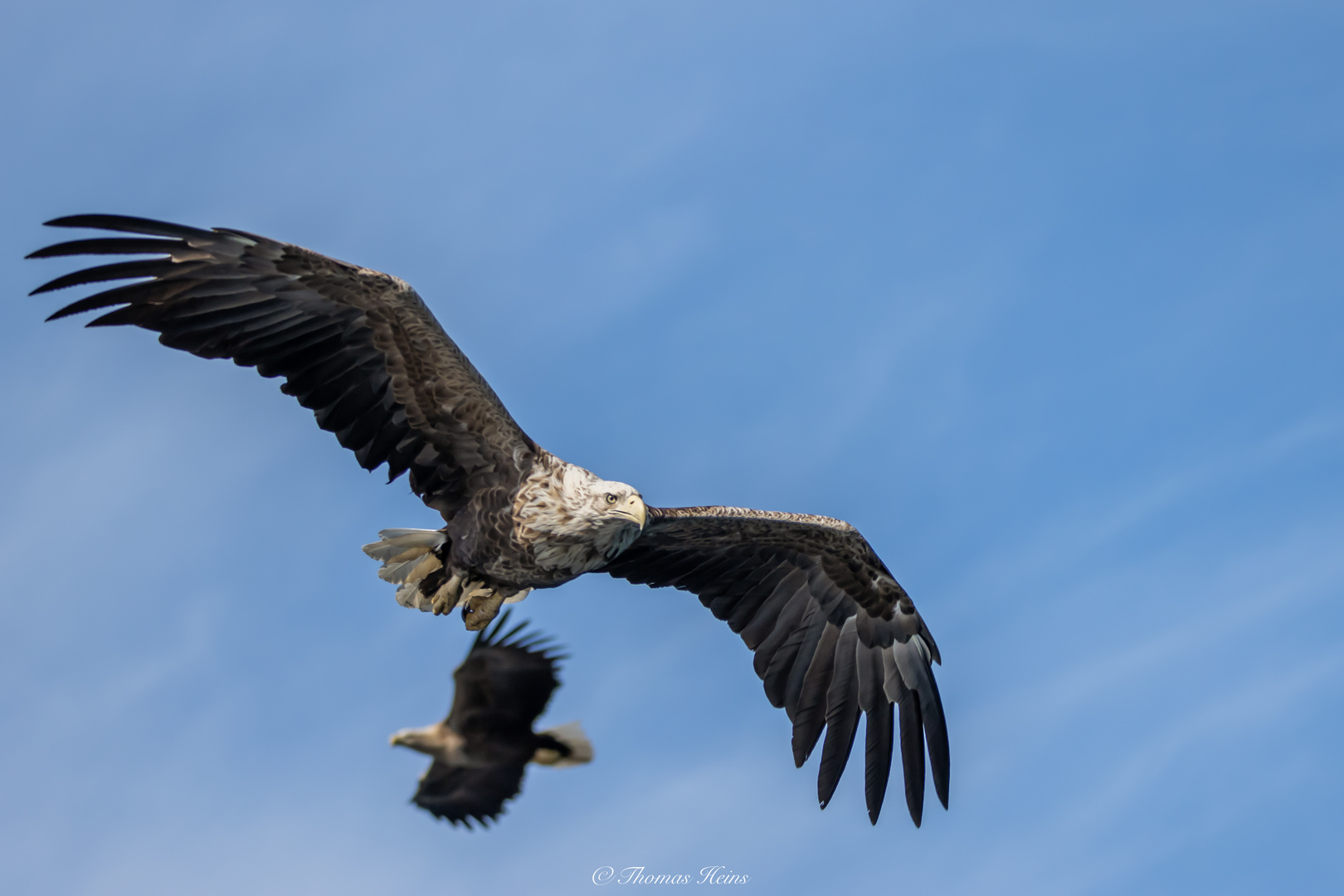 Zwei Seeadler @Trollfjord