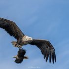 Zwei Seeadler @Trollfjord