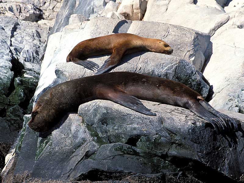 Zwei Seelöwen beim Sonnenbad, Beagle Kanal