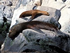 Zwei Seelöwen beim Sonnenbad, Beagle Kanal