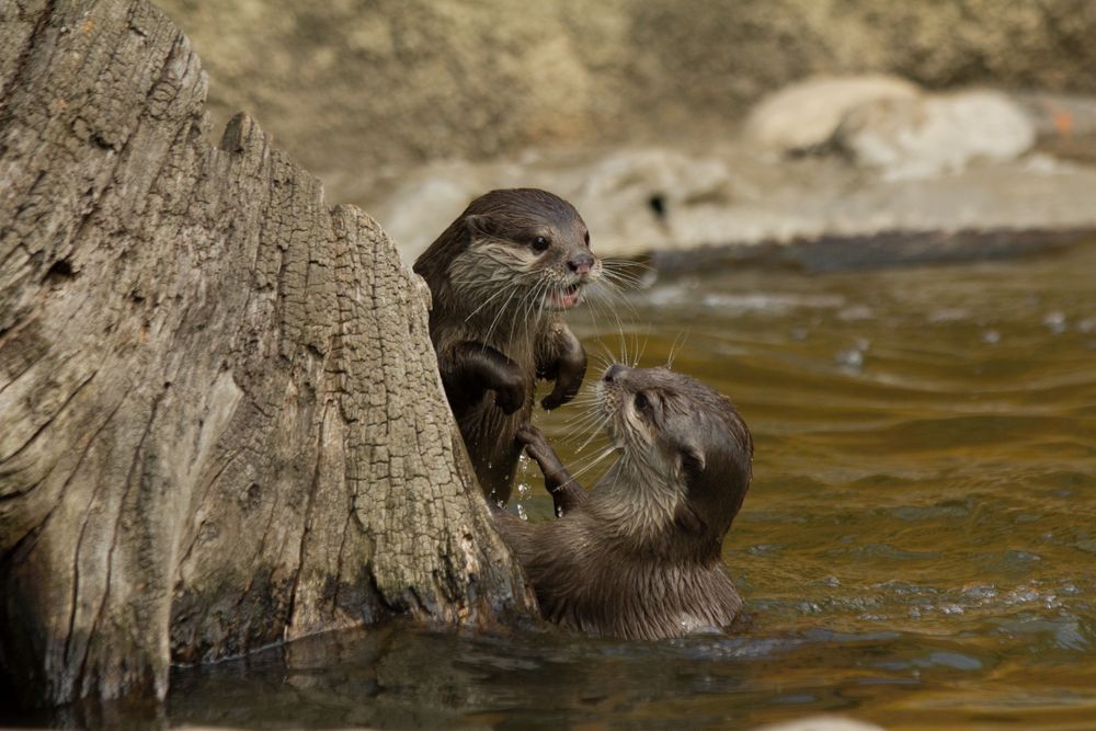 zwei Seeotter