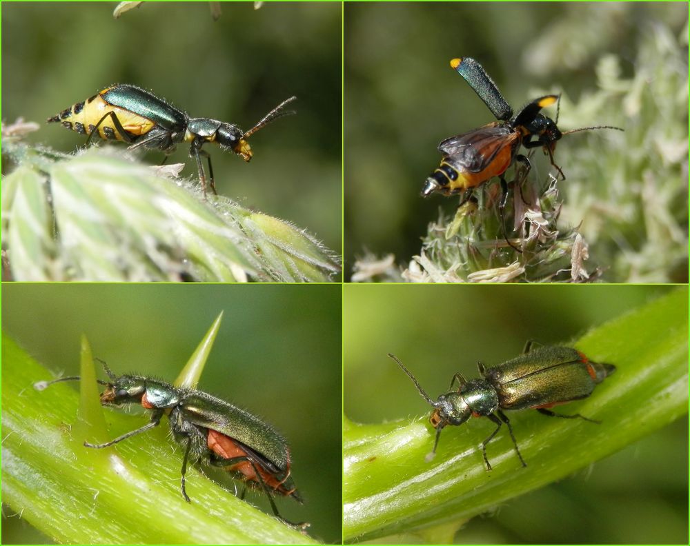 Zwei sehr ähnliche Zipfelkäfer (Malachiidae)