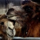 Zwei sehr nette Kamele....