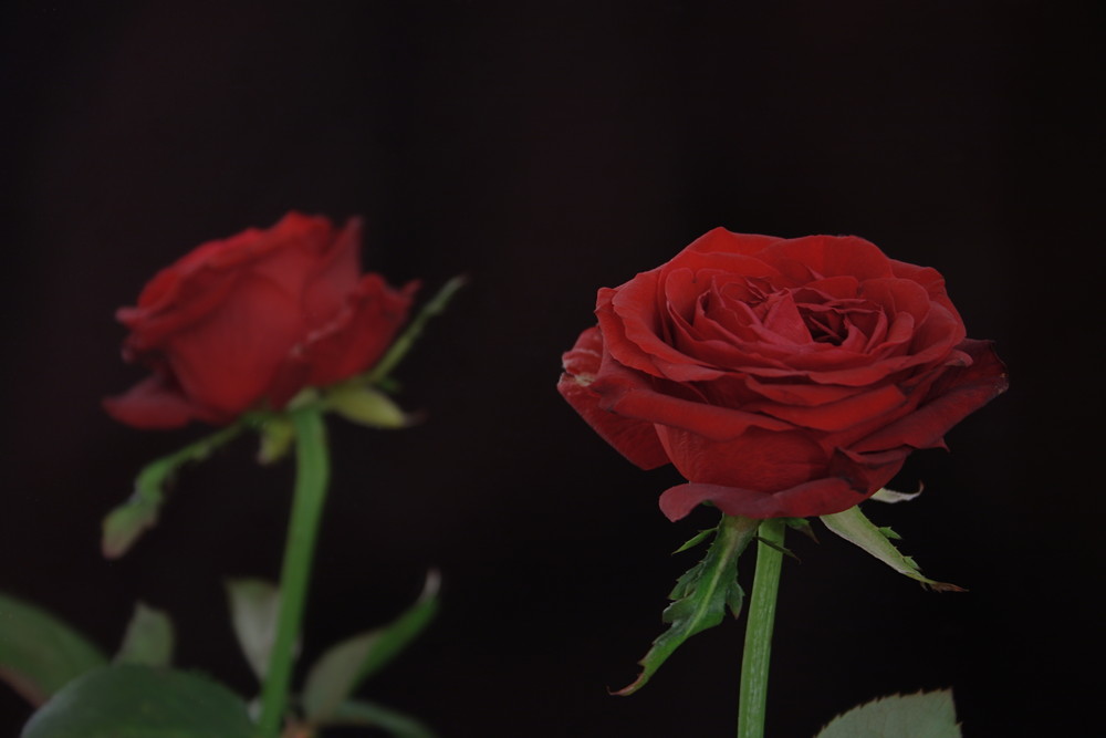 Zwei Seiten einer roten Rose