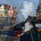 Zwei seltene Gäste in Nordhausen (überarbeitet)