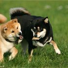 Zwei Shibas in Action...